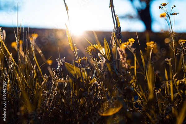 Obraz Early Morning Dew