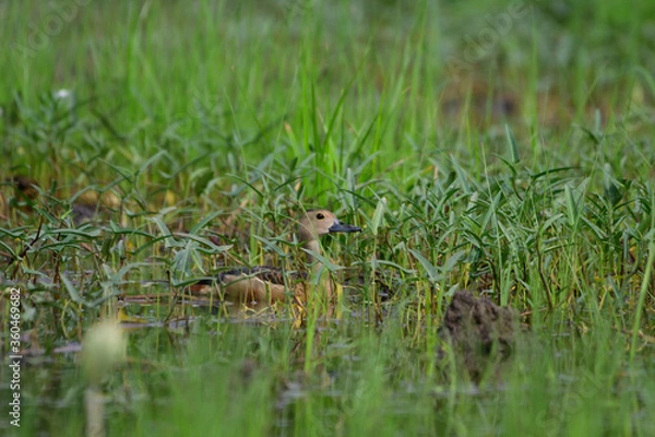 Fototapeta Red ducks are living in the forest.