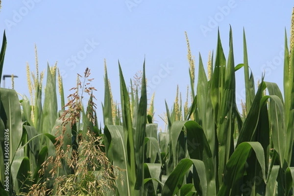 Obraz Close view to a field of growing and blooming corn.