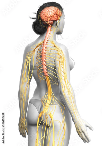 Fototapeta 3d rendered medically accurate illustration of a female nervous system