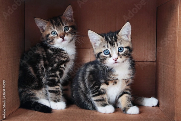Obraz Tabby kittens in a cardboard box
