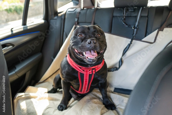 Fototapeta Happy Staffordshire Bull Terrier dog on the back seat of a car with a clip and strap attached to his harness. He is sitting on a car seat cover.