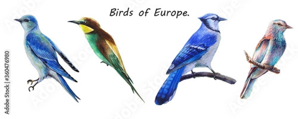 Fototapeta Hand drawn watercolor isolated blue birds.