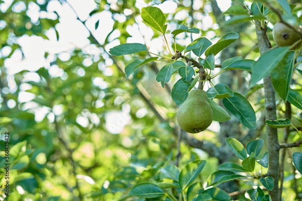 Fototapeta pear hanging on tree branch