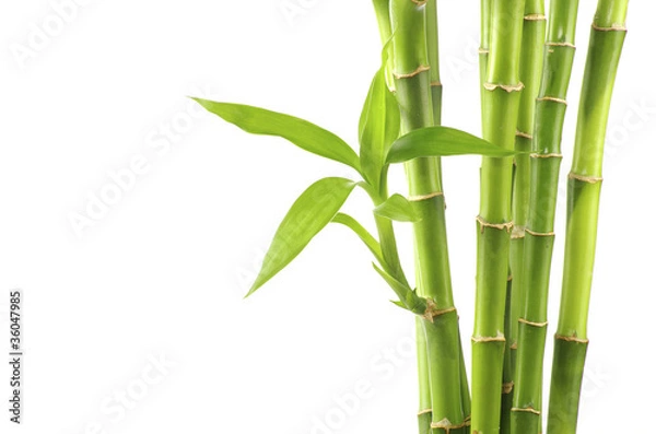 Obraz bambus