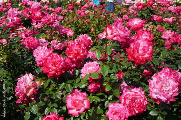 Fototapeta バラ園　薔薇　満開　ガーデニング 