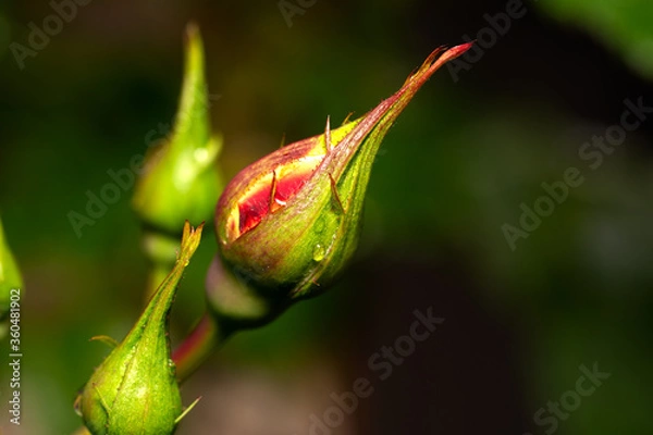 Fototapeta Closeup on a rosebud about to bloom on a green background