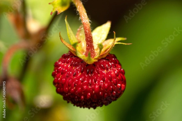 Fototapeta A red raspberry blooming in the garden