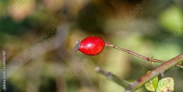 Fototapeta Rose Hip