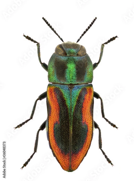 Obraz Anthaxia lucens