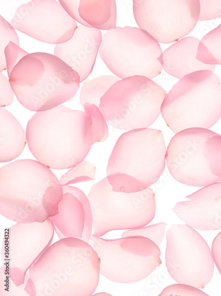 Obraz pink rose petals