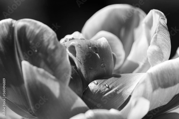 Fototapeta Wassertropfen auf einer Blüte