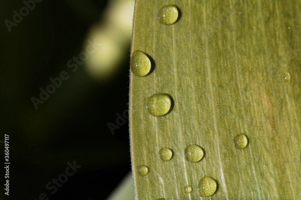 Obraz Wassertropfen auf einem Blatt
