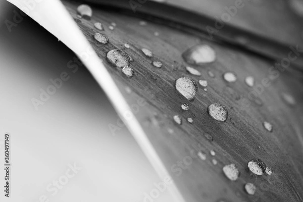 Obraz Wassertropfen auf einem Blatt