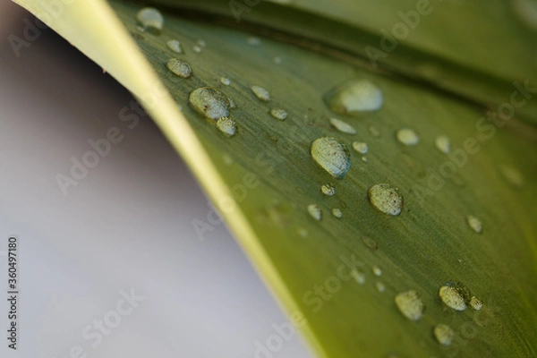 Fototapeta Wassertropfen auf einem Blatt