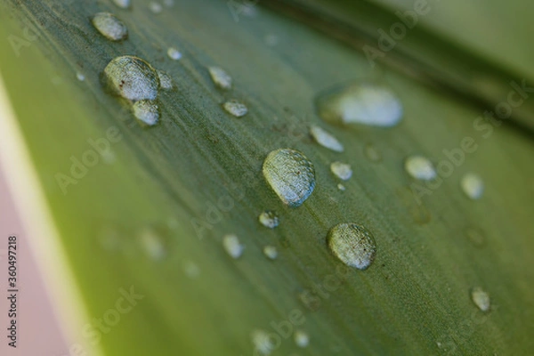 Fototapeta Wassertropfen auf einem Blatt