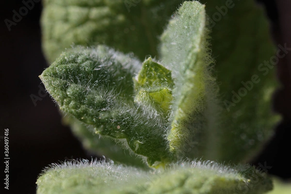 Fototapeta Knospe einer Minze