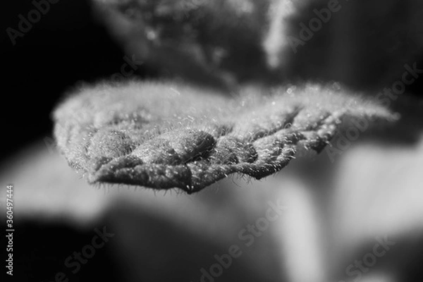 Fototapeta Makro eines Minzblattest