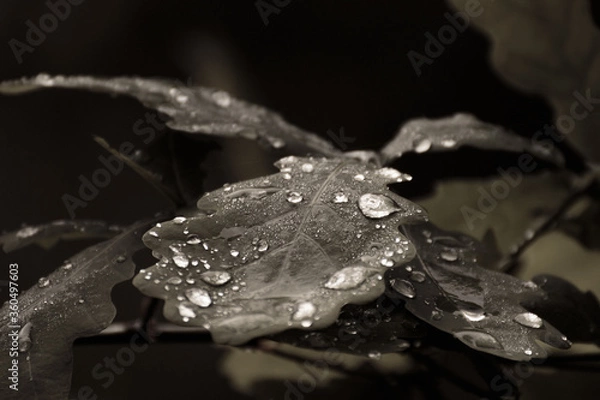 Fototapeta Wassertropfen auf einem Eichenblatt