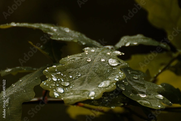 Fototapeta Wassertropfen auf einem Eichenblatt