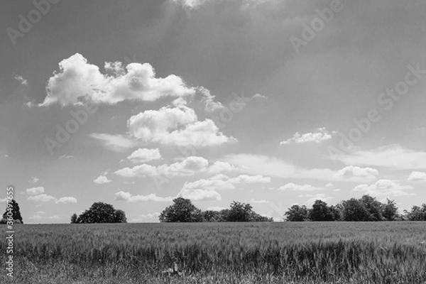 Fototapeta Getreidefeld