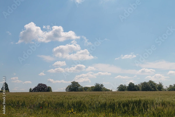Fototapeta Getreidefeld