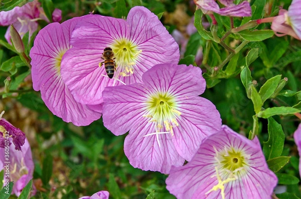 Obraz Bee and Pink Evening Primrose