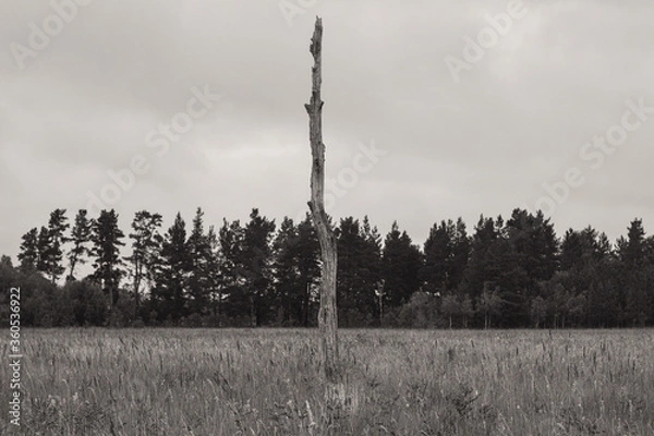 Fototapeta trees in the forest