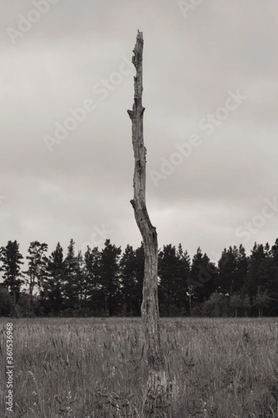 Fototapeta tree in the woods
