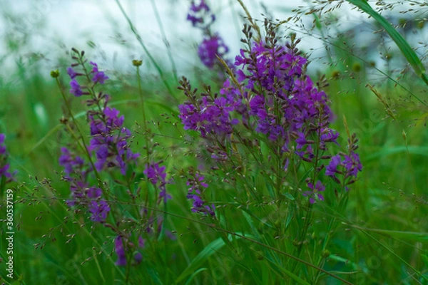 Fototapeta lavender flowers in the field