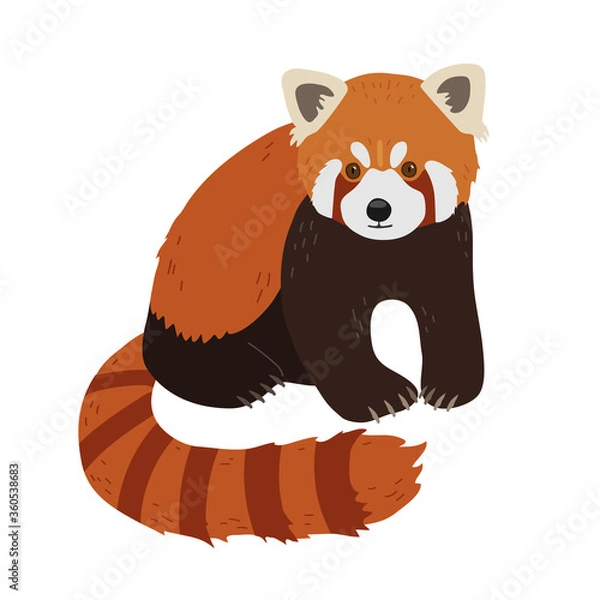 Fototapeta Red panda in a realistic style sits on on a white background. Chinese animals.
