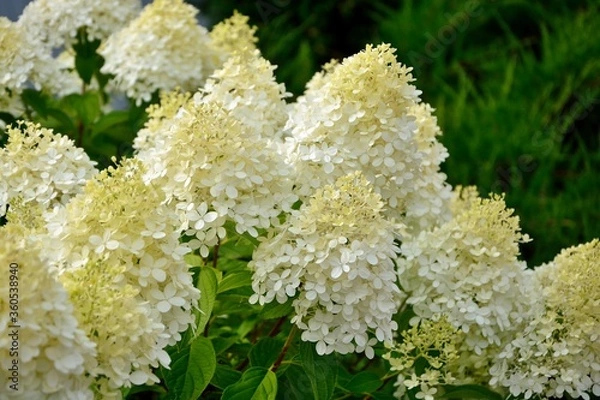 Fototapeta Luxury bush white paniculata hydrangeas on the background of the garden.
