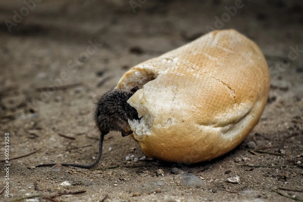 Obraz Mouse rat eating bread