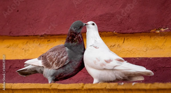 Obraz two pigeons in love