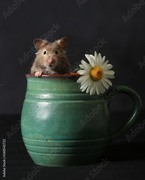 Fototapeta Cute hamster and camomile flower in a clay jug on a dark background