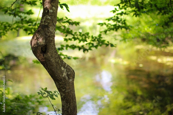 Fototapeta Beautiful river in forest nature. Peaceful toned nature background. Nabran, Azerbaujan.
