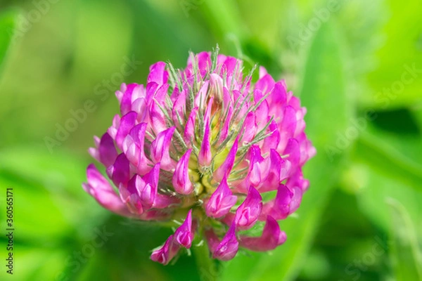 Obraz Pink clover flower