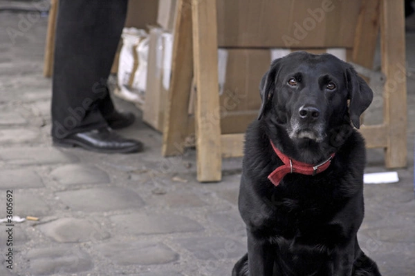 Fototapeta Dog in waiting Paris France