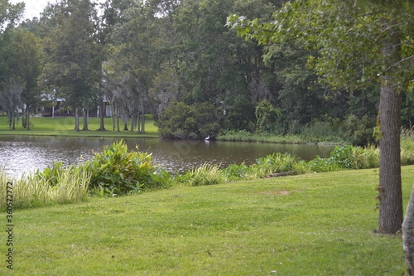 Obraz Goose Creek  Park