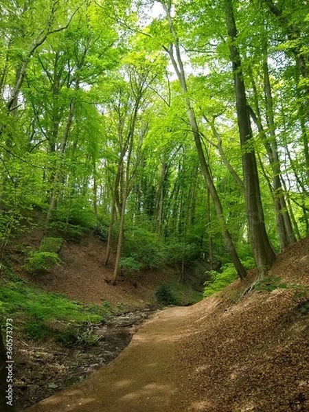 Fototapeta path in the forest