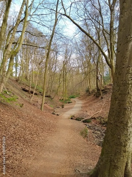Obraz path in the forest