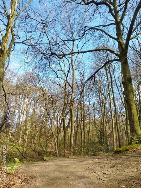 Obraz trees in the forest