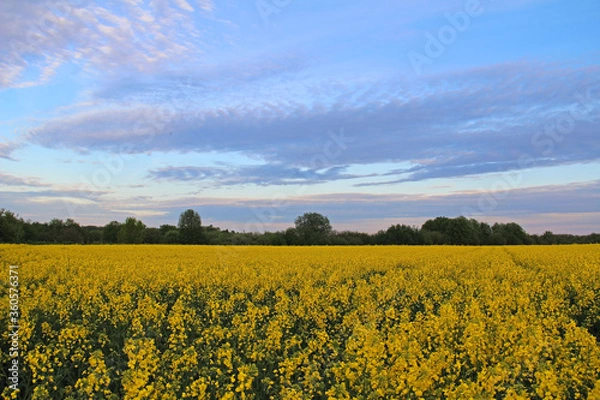 Fototapeta Yellow flowers of oil in rapeseed field with colorful sky and clouds in the evening.