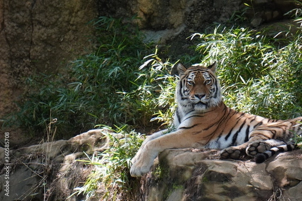 Obraz こちらを睨みつけるトラ