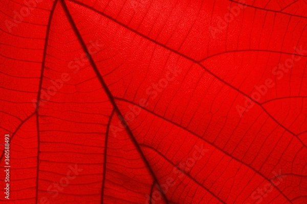 Fototapeta Red leaf, close up for design, including copying text