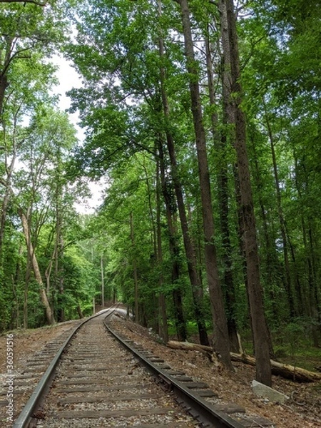 Obraz railway in the forest