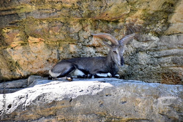 Fototapeta スーチョワンバーラル