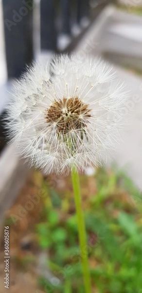 Obraz dandelion seed head