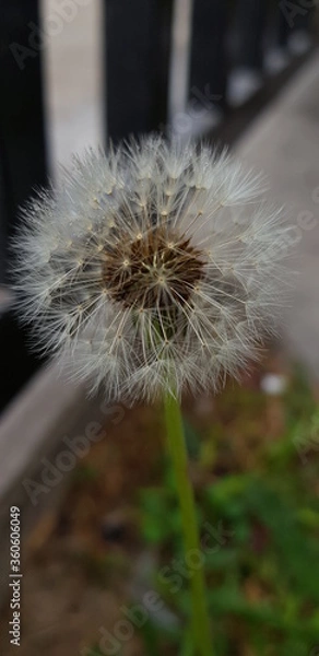 Obraz dandelion seed head