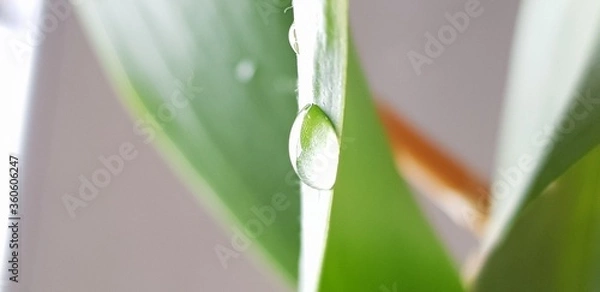 Obraz green grass with dew drops